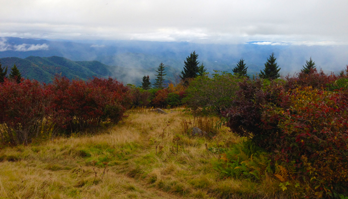 Andrews Bald in the Great Smoky Mountains