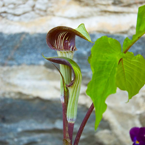 Jack in the Pulpit Wildflower