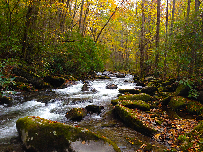 Fall Colors in the Great Smoky Mountains