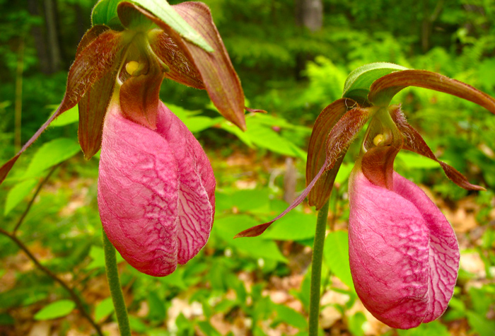 Pink Lady Slipper in the Great Smoky Mountains National Park