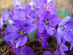 Hepatica in the National Park