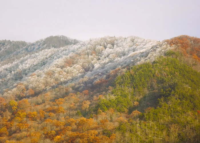 Winter Snow in the Smokies