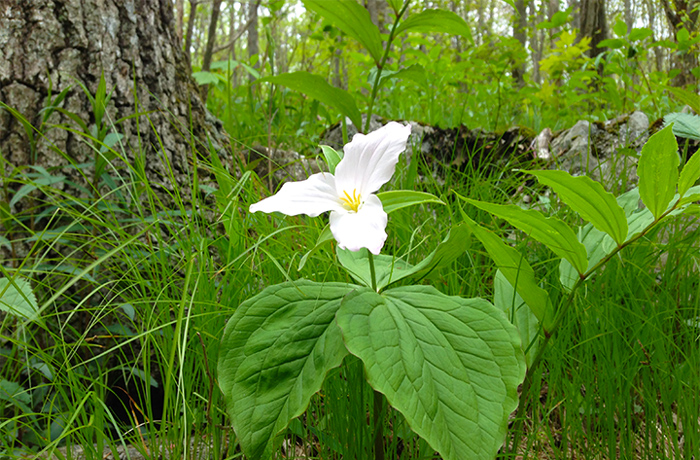 Spring Time in the Smokies