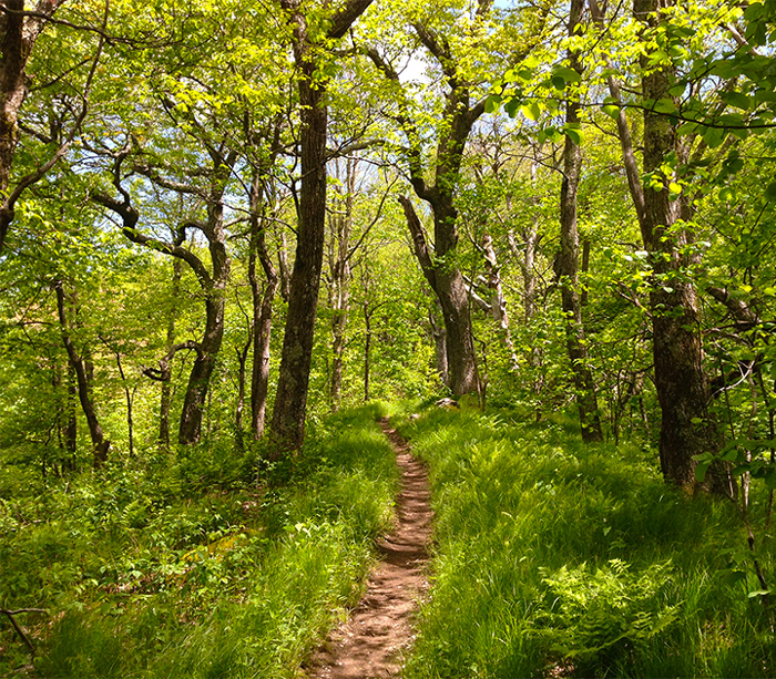 Stay Cool in the Smoky Mountains