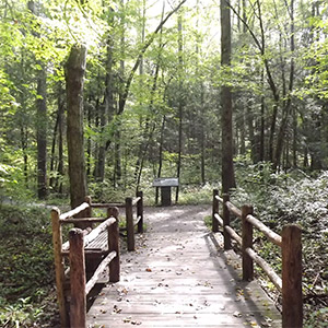 Easy Flat Trail in the Smokies