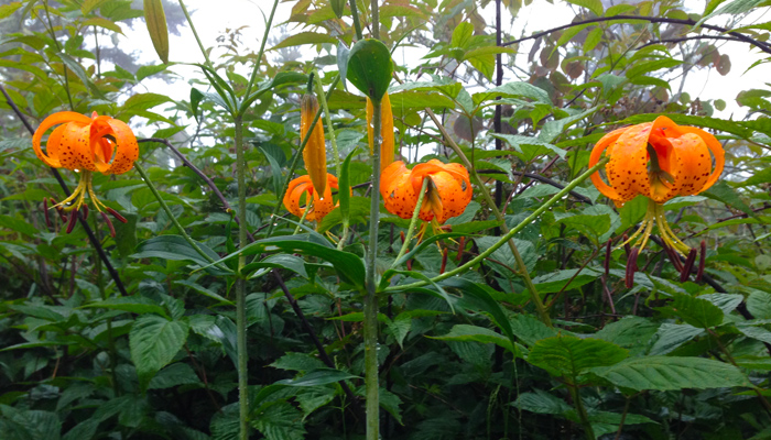 Wildflowers in the Smoky Mountains