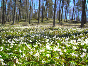 Spring in the SMokies