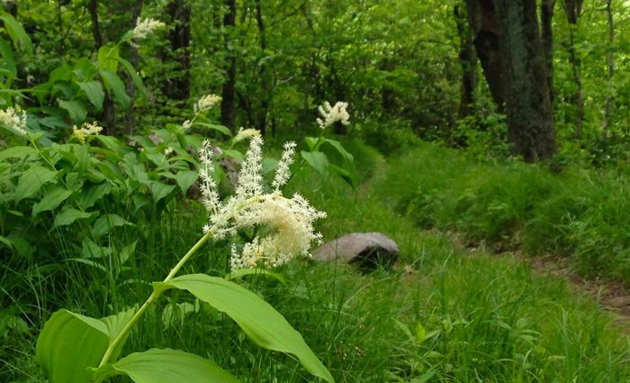 Smoky Mountain Wildflowers on Hiking Trails