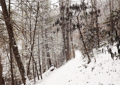 Smoky Mountains Forest in Winter